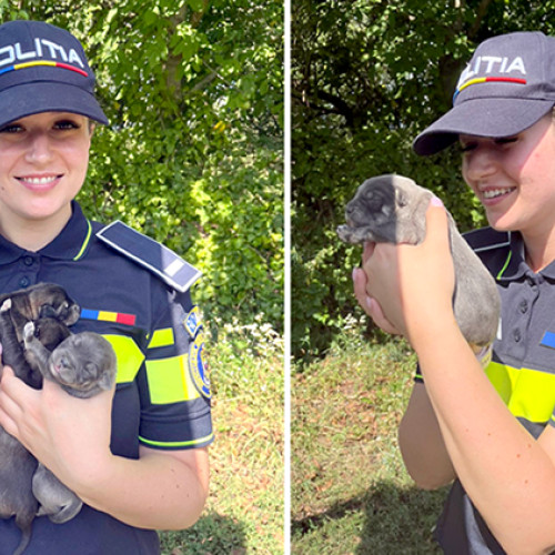 Poliția din Hunedoara salvează 7 pui de câine abandonați