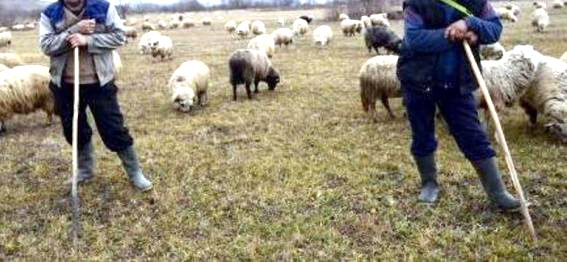 Conflict violent la o stână din Masivul Retezat