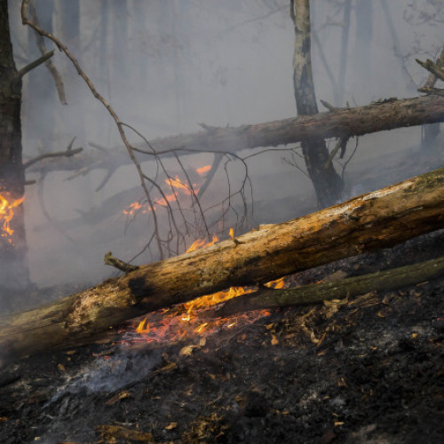 Intervenție a pompierilor în Argeș pentru un incendiu de pădure