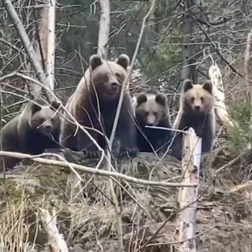 Ursoaică cu doi pui observată în comuna Farcasa, alertă RO-ALERT emisă